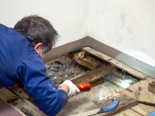 Best Mold Cleaning Services  in Sag Harbor, NY