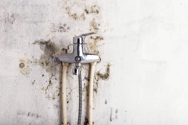 Best Professional Mold Removal  in Sag Harbor, NY