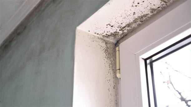 Professional Mold Removal in Sag Harbor, NY