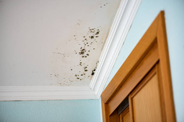 Attic Mold Removal in Sag Harbor, NY