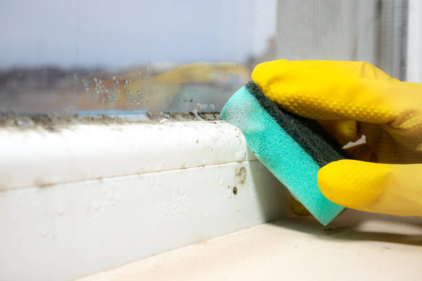 Best Residential Mold Removal  in Sag Harbor, NY