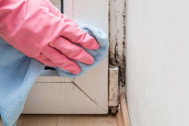 Home Mold Removal in Sag Harbor, NY